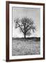 Coastal Oak Series No. 30-Alan Blaustein-Framed Photographic Print