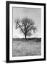 Coastal Oak Series No. 30-Alan Blaustein-Framed Photographic Print