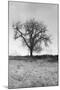 Coastal Oak Series No. 30-Alan Blaustein-Mounted Photographic Print