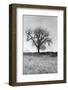 Coastal Oak Series No. 30-Alan Blaustein-Framed Photographic Print