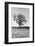 Coastal Oak Series No. 30-Alan Blaustein-Framed Photographic Print