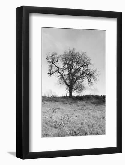 Coastal Oak Series No. 30-Alan Blaustein-Framed Photographic Print