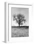 Coastal Oak Series No. 30-Alan Blaustein-Framed Photographic Print