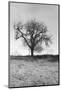 Coastal Oak Series No. 30-Alan Blaustein-Mounted Photographic Print