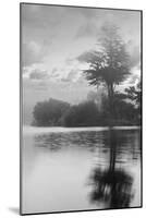 Coastal Oak Series No. 34-Alan Blaustein-Mounted Photographic Print