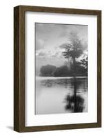 Coastal Oak Series No. 34-Alan Blaustein-Framed Photographic Print