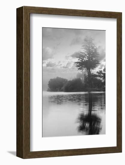 Coastal Oak Series No. 34-Alan Blaustein-Framed Photographic Print