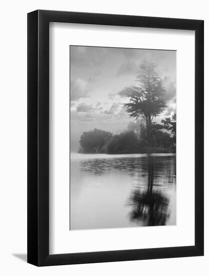 Coastal Oak Series No. 34-Alan Blaustein-Framed Photographic Print