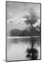 Coastal Oak Series No. 34-Alan Blaustein-Mounted Photographic Print