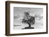 Coastal Oak Series No. 36-Alan Blaustein-Framed Photographic Print