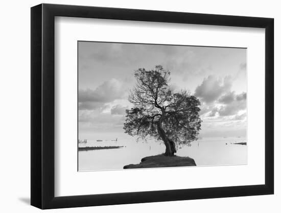 Coastal Oak Series No. 36-Alan Blaustein-Framed Photographic Print