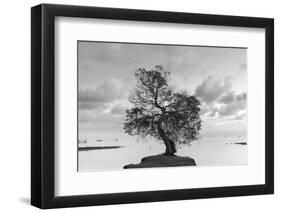 Coastal Oak Series No. 36-Alan Blaustein-Framed Photographic Print