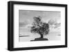 Coastal Oak Series No. 36-Alan Blaustein-Framed Photographic Print
