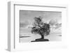 Coastal Oak Series No. 36-Alan Blaustein-Framed Photographic Print