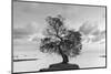 Coastal Oak Series No. 36-Alan Blaustein-Mounted Photographic Print