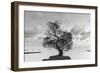 Coastal Oak Series No. 36-Alan Blaustein-Framed Photographic Print