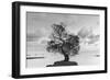 Coastal Oak Series No. 36-Alan Blaustein-Framed Photographic Print