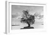 Coastal Oak Series No. 36-Alan Blaustein-Framed Photographic Print