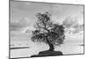 Coastal Oak Series No. 36-Alan Blaustein-Mounted Photographic Print