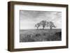 Coastal Oak Series No. 40-Alan Blaustein-Framed Photographic Print