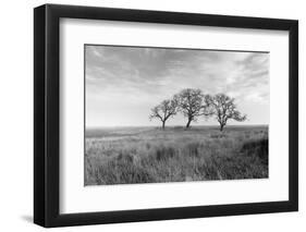 Coastal Oak Series No. 40-Alan Blaustein-Framed Photographic Print