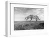 Coastal Oak Series No. 40-Alan Blaustein-Framed Photographic Print