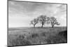 Coastal Oak Series No. 40-Alan Blaustein-Mounted Photographic Print