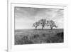 Coastal Oak Series No. 40-Alan Blaustein-Framed Photographic Print