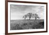 Coastal Oak Series No. 40-Alan Blaustein-Framed Photographic Print
