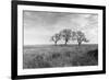 Coastal Oak Series No. 40-Alan Blaustein-Framed Photographic Print