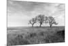 Coastal Oak Series No. 40-Alan Blaustein-Mounted Photographic Print