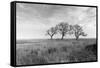 Coastal Oak Series No. 40-Alan Blaustein-Framed Stretched Canvas