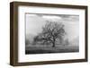 Coastal Oak Series No. 41-Alan Blaustein-Framed Photographic Print