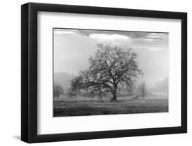 Coastal Oak Series No. 41-Alan Blaustein-Framed Photographic Print