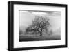 Coastal Oak Series No. 41-Alan Blaustein-Framed Photographic Print