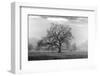 Coastal Oak Series No. 41-Alan Blaustein-Framed Photographic Print