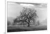 Coastal Oak Series No. 41-Alan Blaustein-Framed Photographic Print