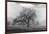 Coastal Oak Series No. 41-Alan Blaustein-Framed Photographic Print