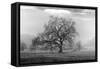 Coastal Oak Series No. 41-Alan Blaustein-Framed Stretched Canvas