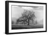 Coastal Oak Series No. 41-Alan Blaustein-Framed Photographic Print