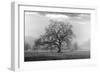 Coastal Oak Series No. 41-Alan Blaustein-Framed Photographic Print