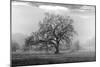 Coastal Oak Series No. 41-Alan Blaustein-Mounted Photographic Print