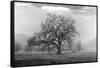 Coastal Oak Series No. 41-Alan Blaustein-Framed Stretched Canvas