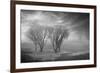 Coastal Oak Series No. 42-Alan Blaustein-Framed Photographic Print