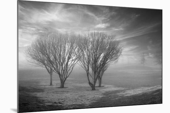 Coastal Oak Series No. 42-Alan Blaustein-Mounted Photographic Print