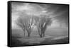 Coastal Oak Series No. 42-Alan Blaustein-Framed Stretched Canvas