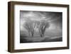 Coastal Oak Series No. 42-Alan Blaustein-Framed Photographic Print