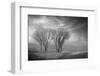 Coastal Oak Series No. 42-Alan Blaustein-Framed Photographic Print