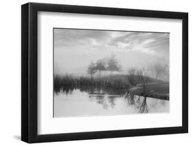 Coastal Oak Series No. 43-Alan Blaustein-Framed Photographic Print