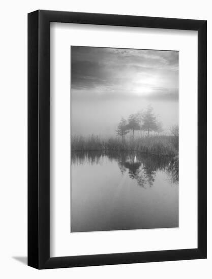 Coastal Oak Series No. 44-Alan Blaustein-Framed Photographic Print